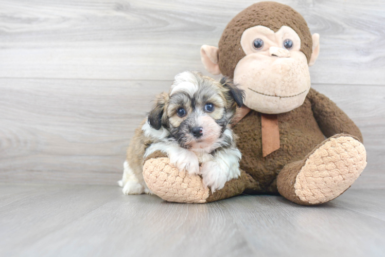 Havanese Pup Being Cute