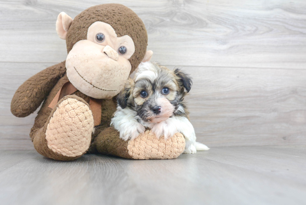 Hypoallergenic Havanese Baby