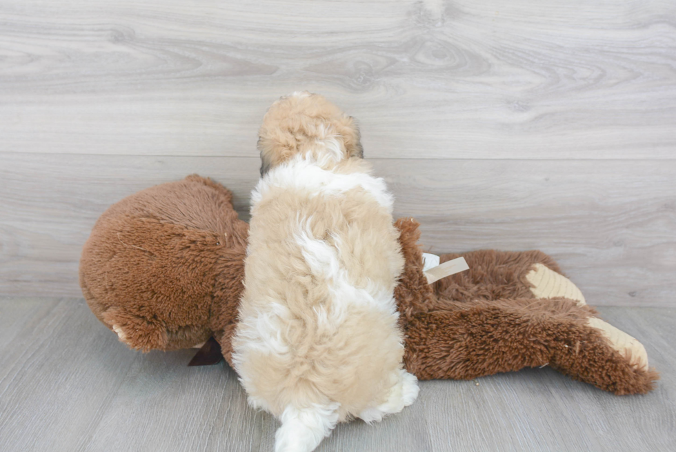 Little Havanese Purebred Pup