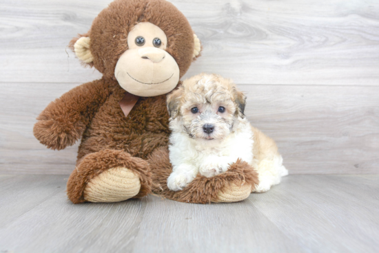 Playful Havanese Purebred Pup