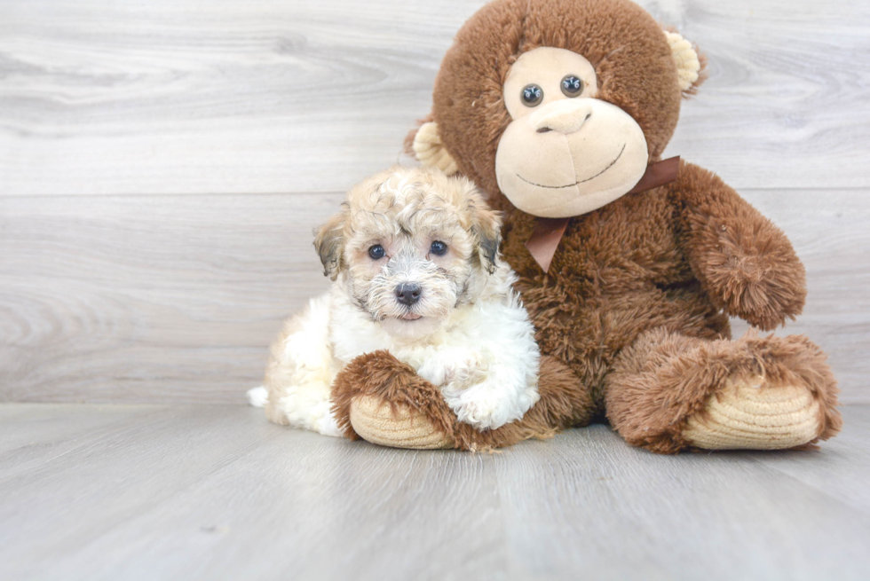 Best Havanese Baby