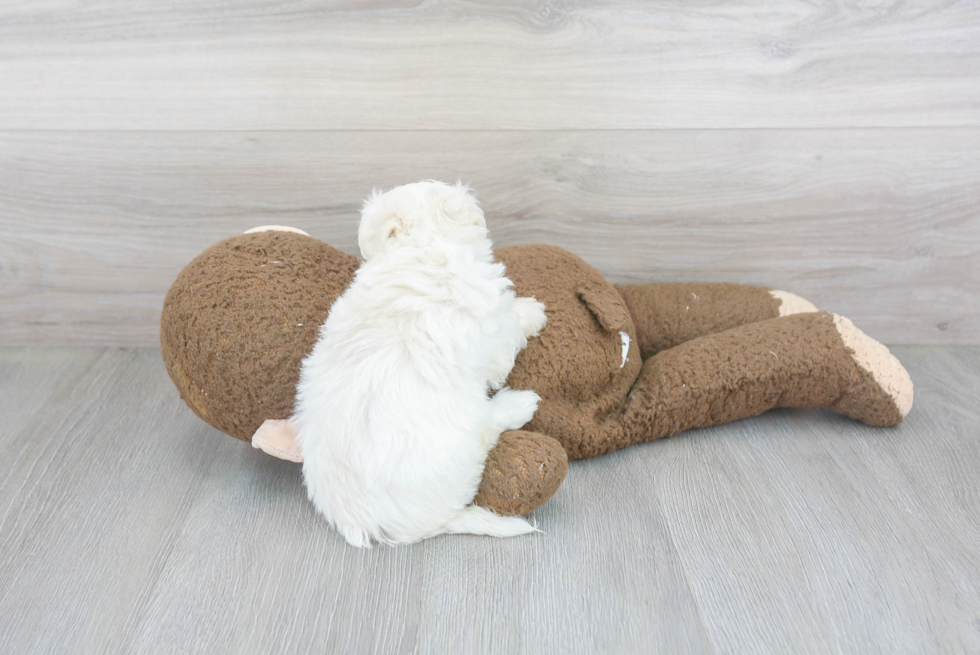 Playful Havanese Purebred Pup