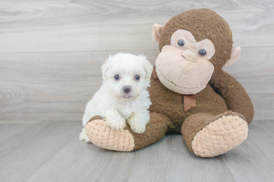 Havanese Pup Being Cute