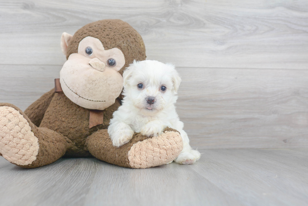 Funny Havanese Purebred Pup