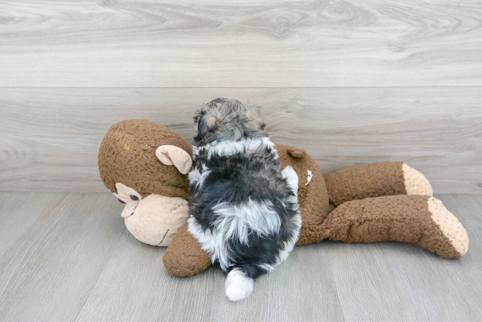 Best Havanese Baby