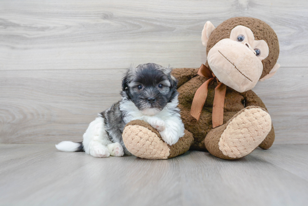 Funny Havanese Baby