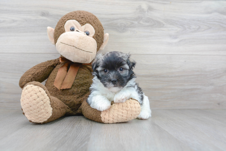 Havanese Pup Being Cute