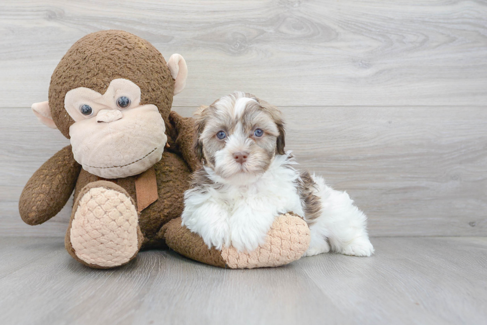 Havanese Puppy for Adoption