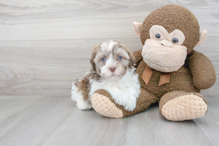 Havanese Puppy for Adoption