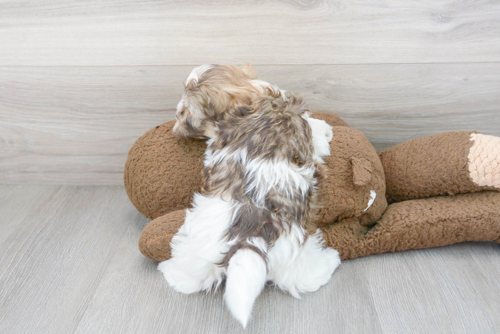 Playful Havanese Purebred Pup