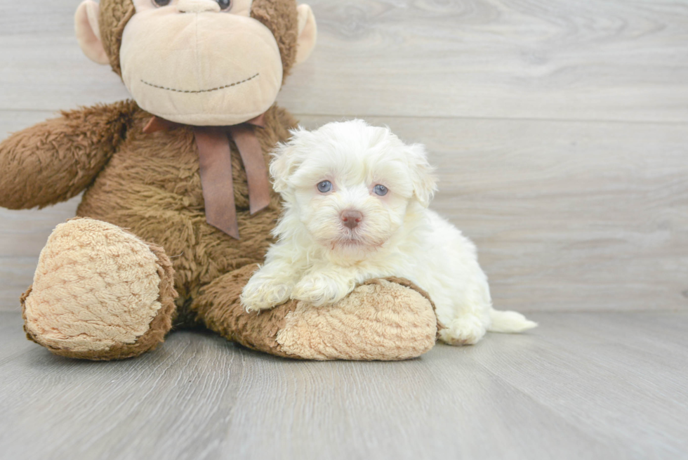 Popular Havanese Baby