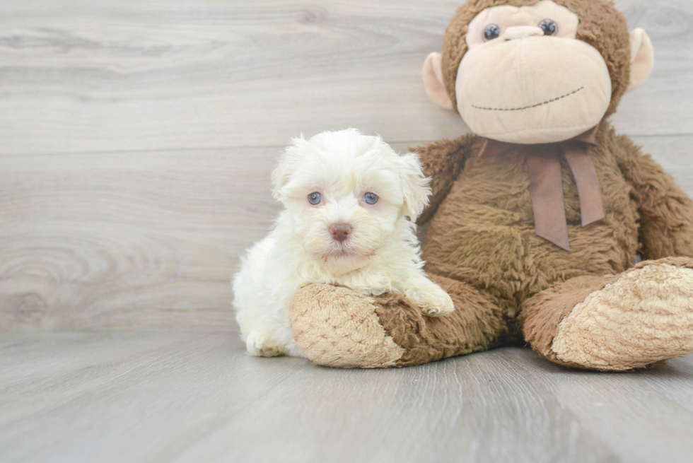 Havanese Pup Being Cute