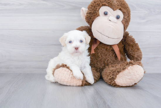 Smart Havanese Purebred Puppy