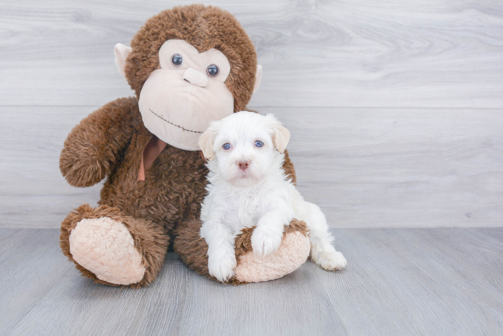 Havanese Pup Being Cute