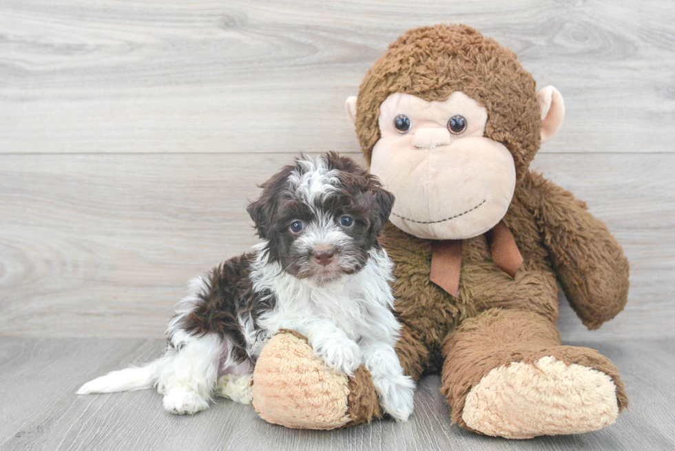 Hypoallergenic Havanese Baby