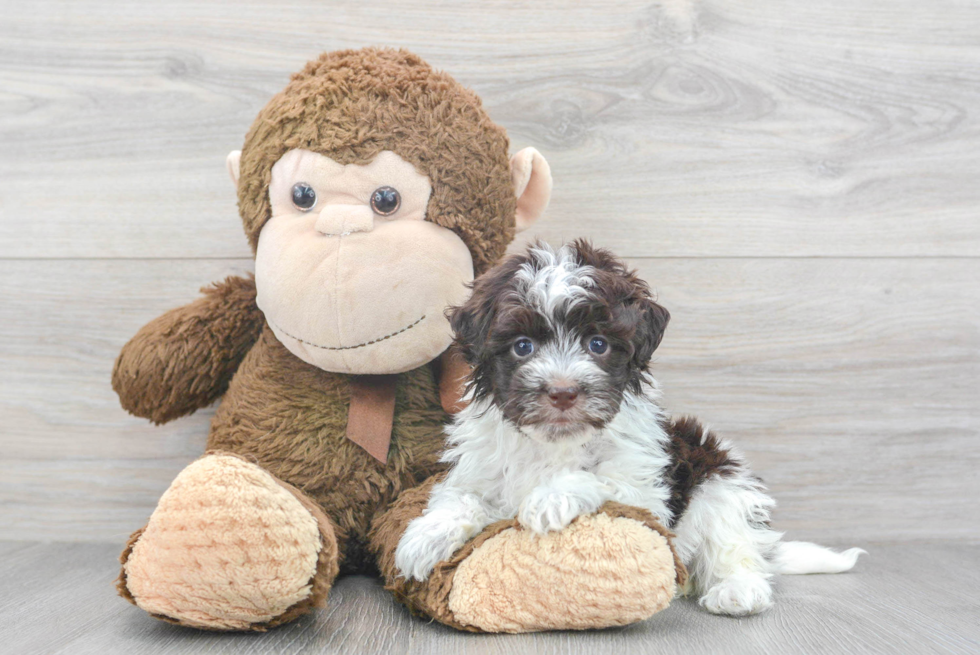 Havanese Pup Being Cute