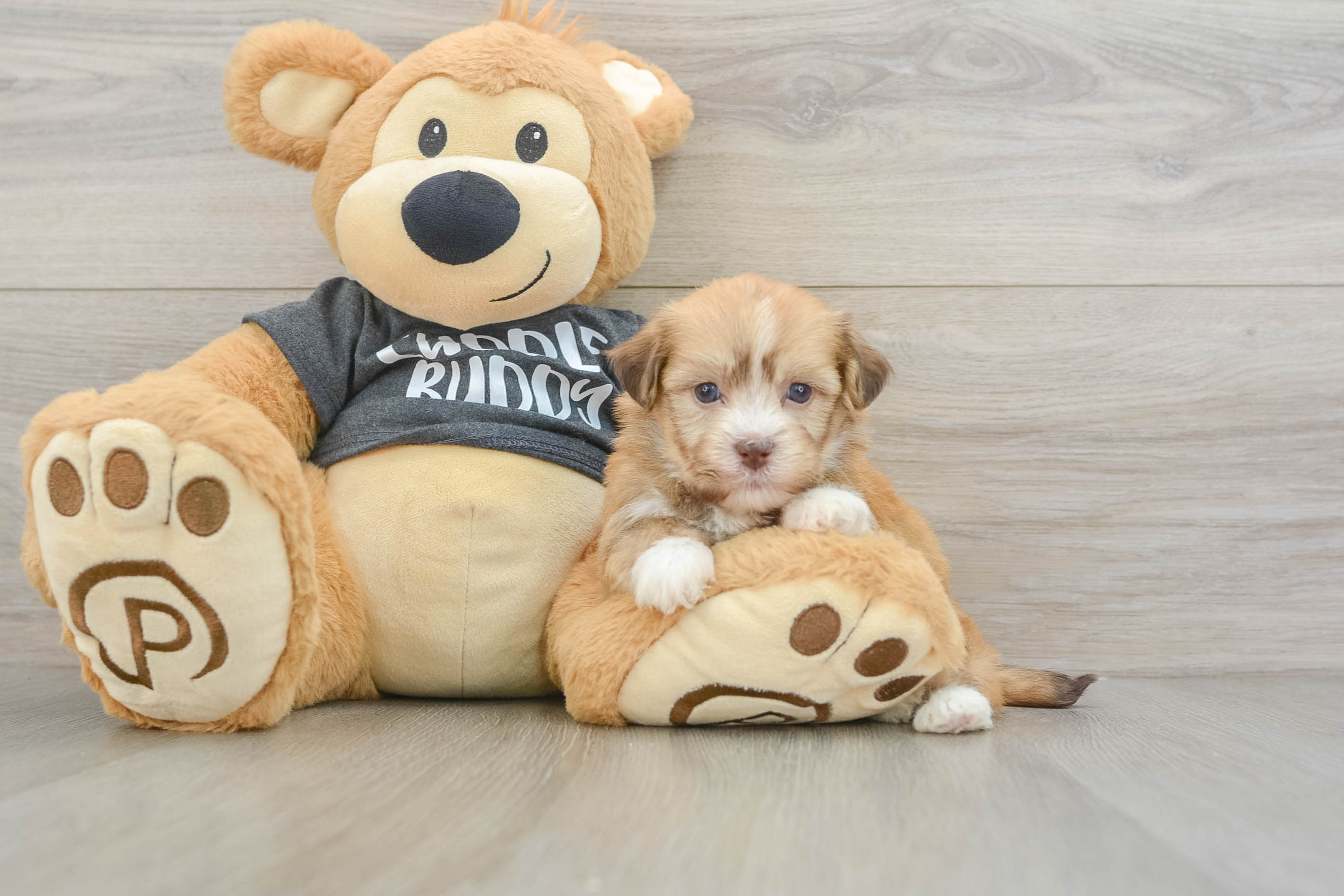Funny Havanese Baby