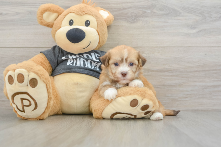 Funny Havanese Baby