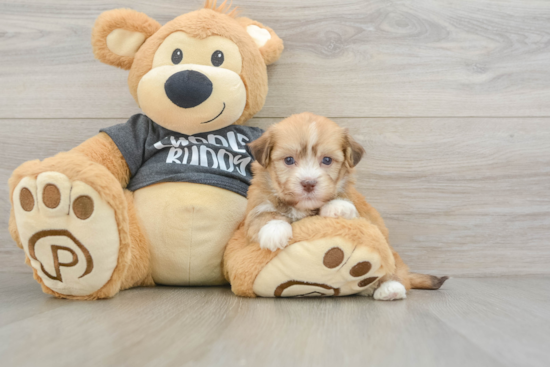 Funny Havanese Baby