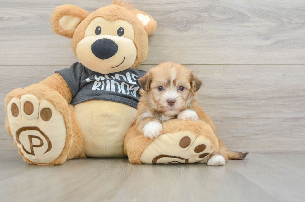 6 week old Havanese Puppy For Sale - Premier Pups