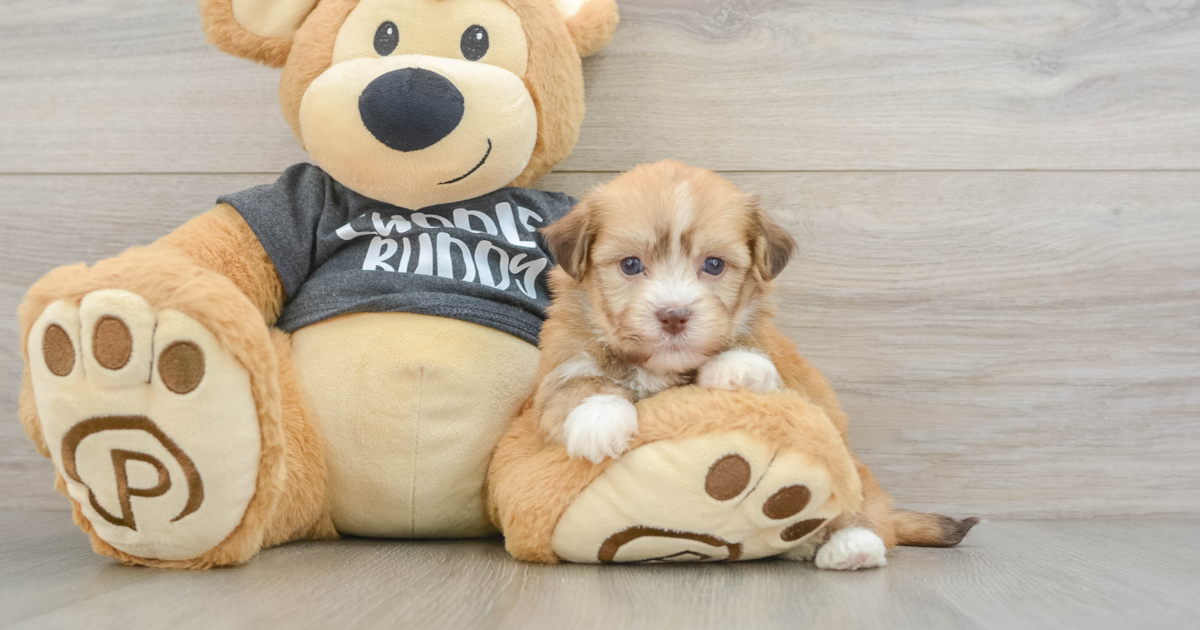 Pups Gordon Smart Havanese Gordon: 3lb 6oz Purebred Puppy