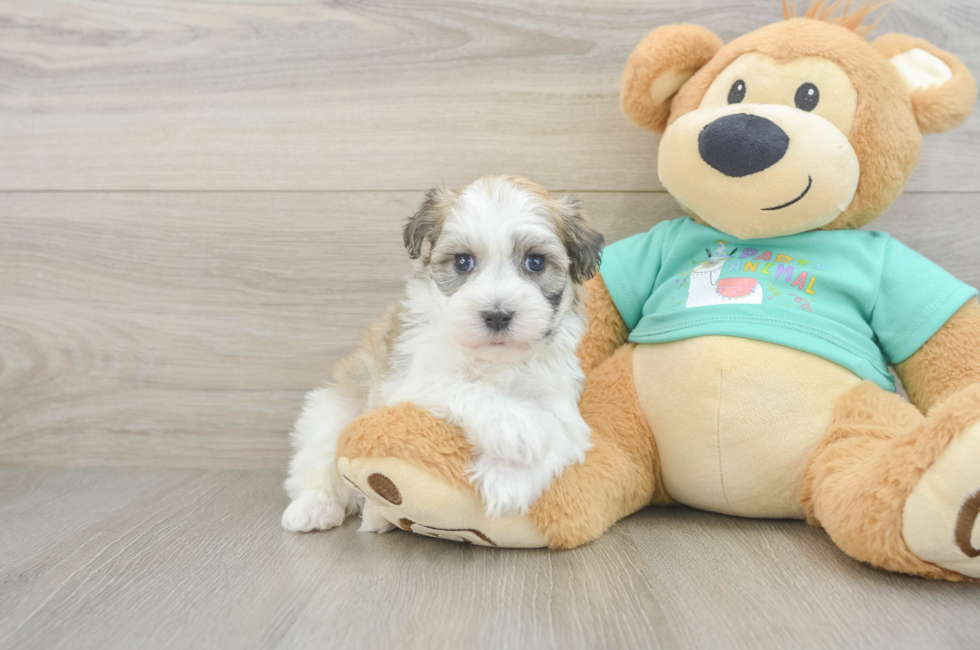 5 week old Havanese Puppy For Sale - Premier Pups