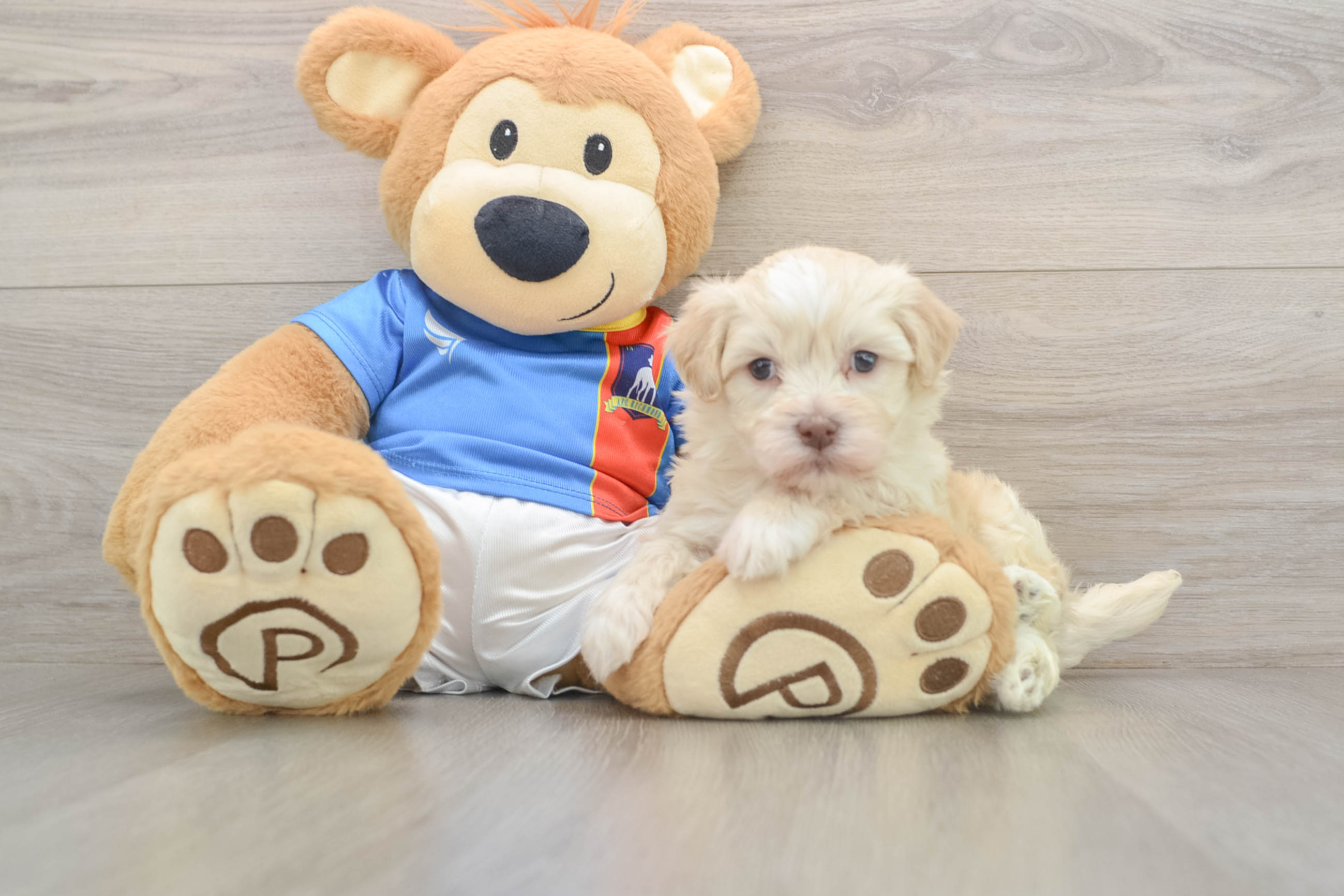 Best Havanese Baby