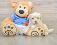 6 week old Havanese Puppy For Sale - Premier Pups
