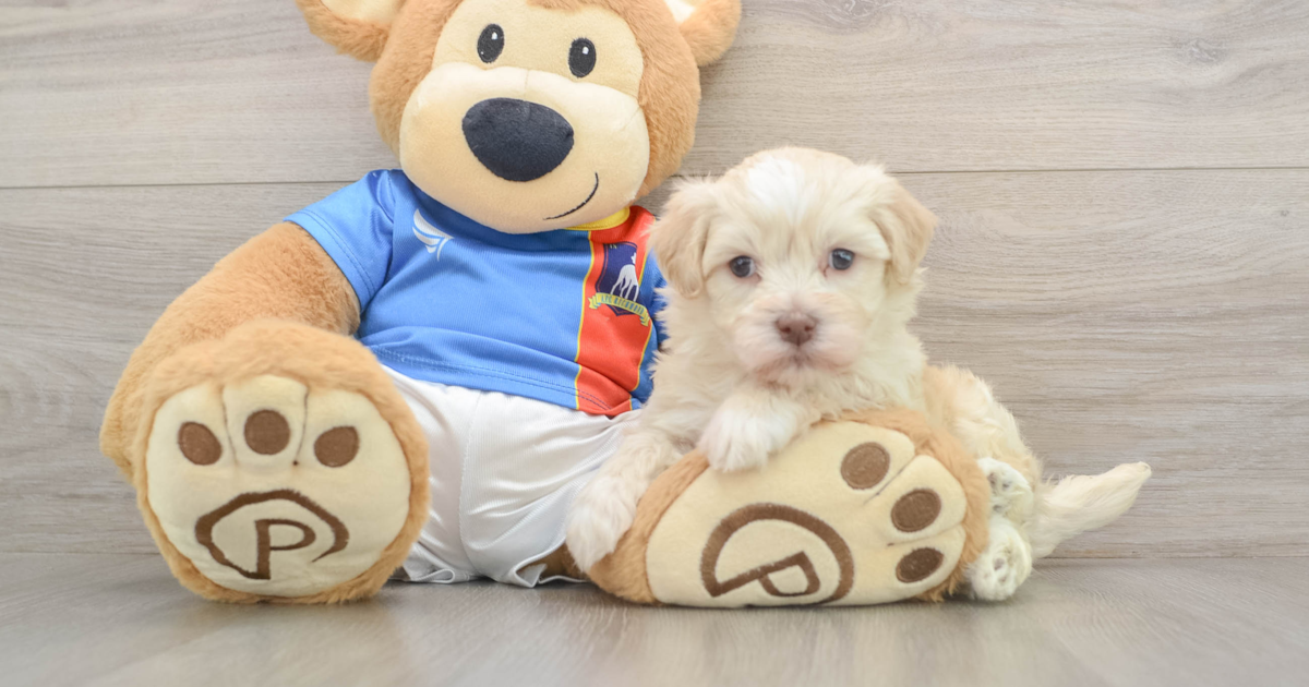 Pups Gordon Adorable Havanese Gordon: 4lb 8oz Purebred Puppy
