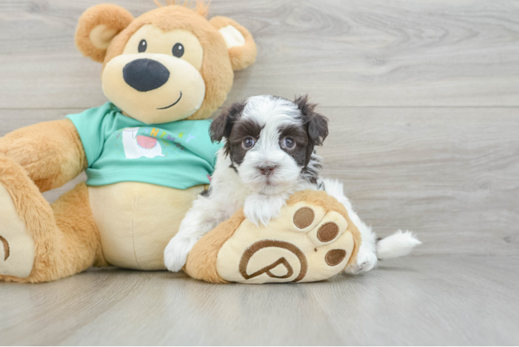 Havanese Pup Being Cute
