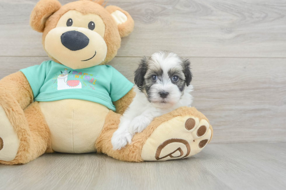 5 week old Havanese Puppy For Sale - Premier Pups