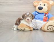 5 week old Havanese Puppy For Sale - Premier Pups