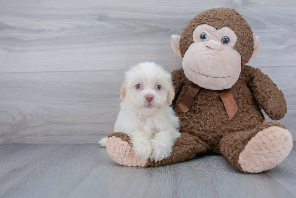 Best Havanese Baby