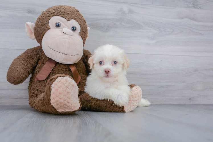 Best Havanese Baby