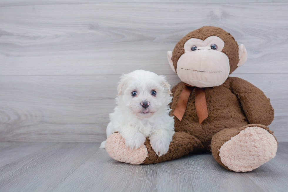 Funny Havanese Baby