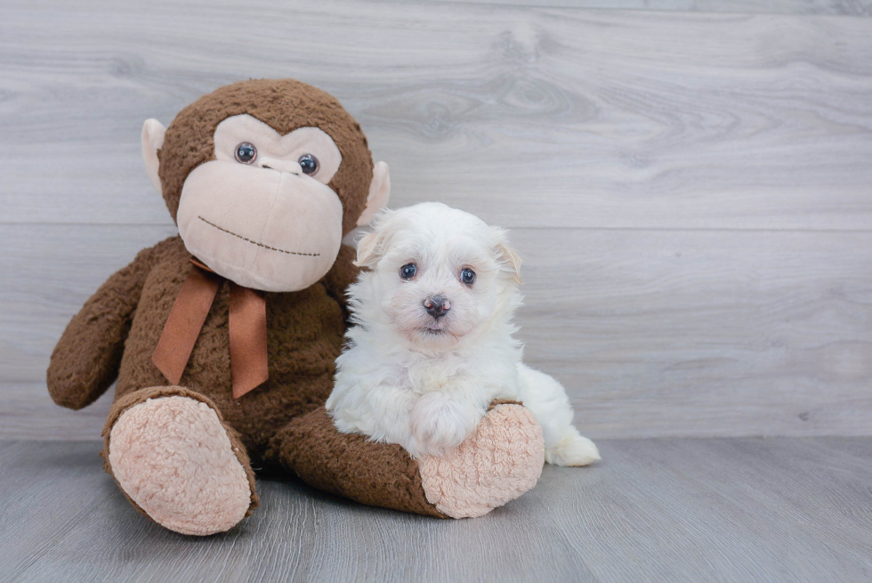 Little Havanese Purebred Pup