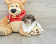 8 week old Havanese Puppy For Sale - Premier Pups