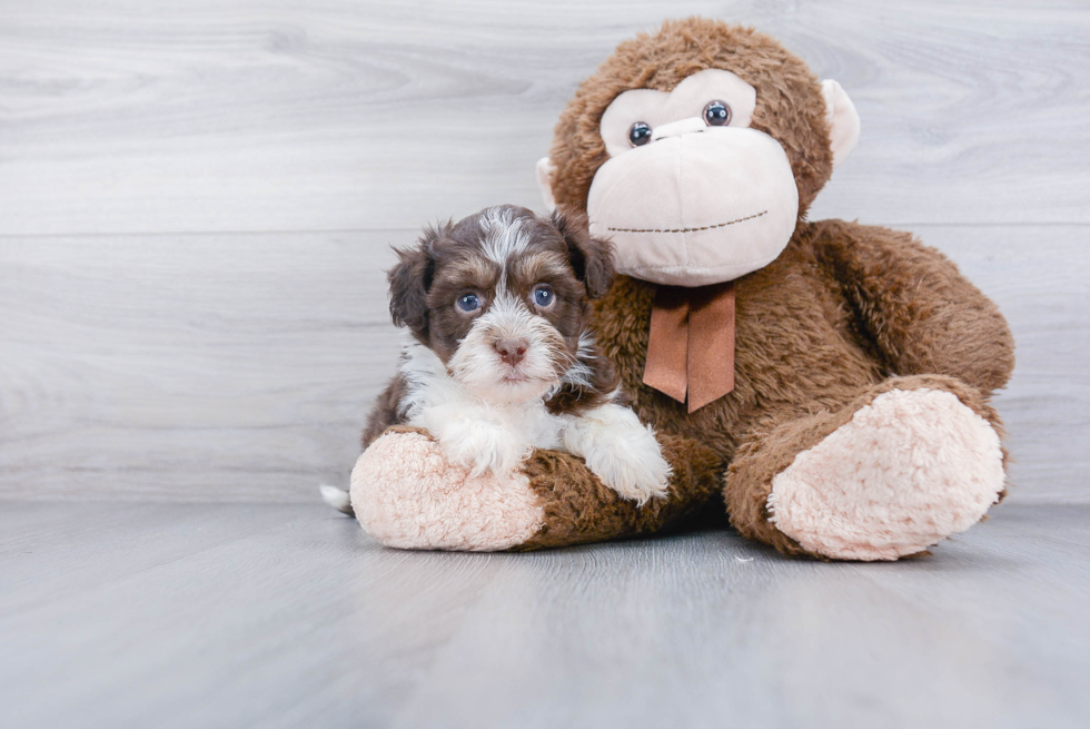 Petite Havanese Purebred Puppy