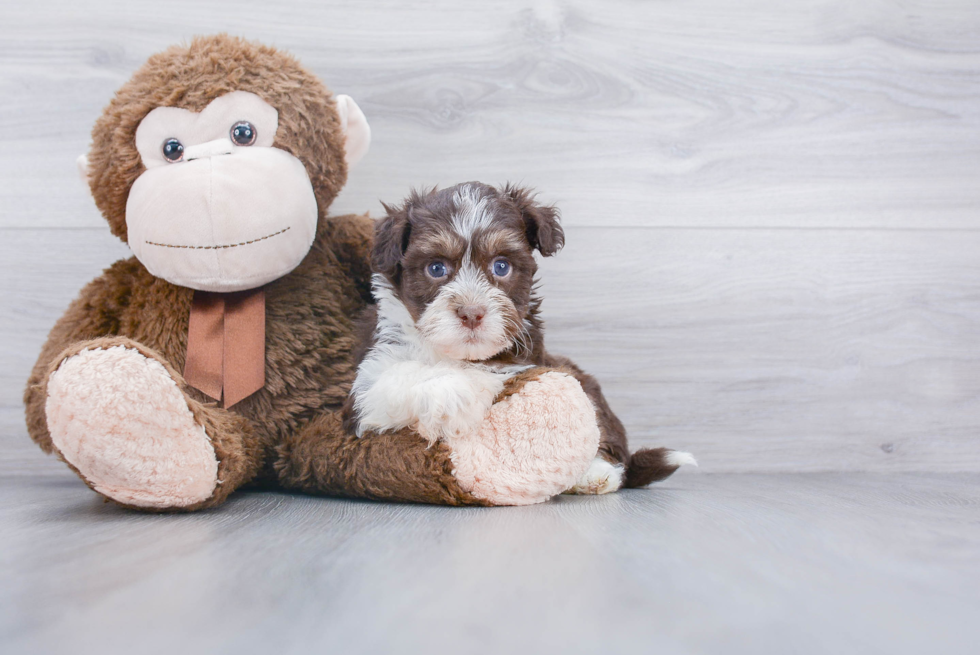 Small Havanese Baby