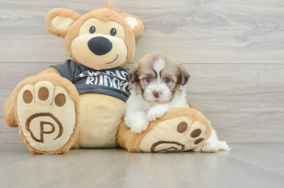 6 week old Havanese Puppy For Sale - Premier Pups