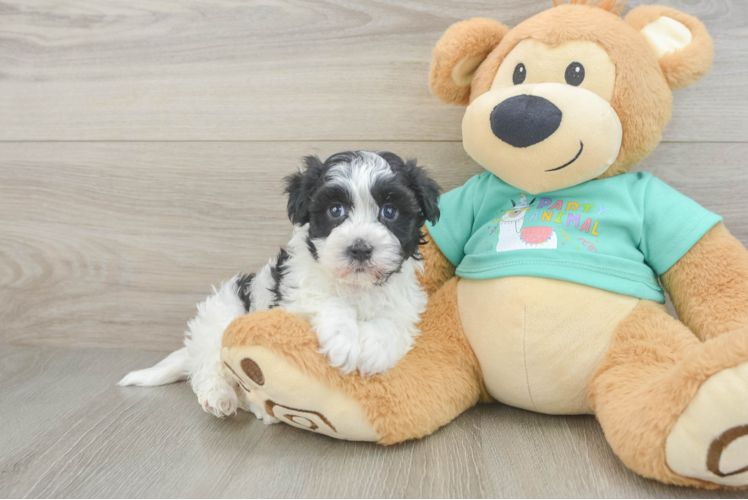 Popular Havanese Baby