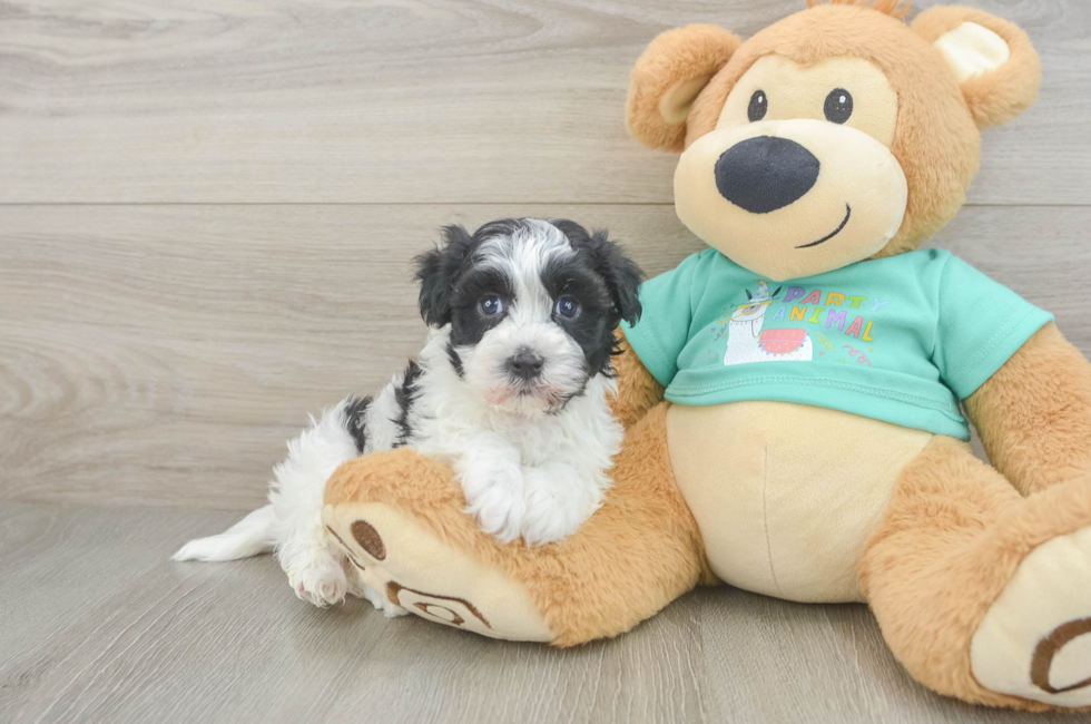 6 week old Havanese Puppy For Sale - Premier Pups