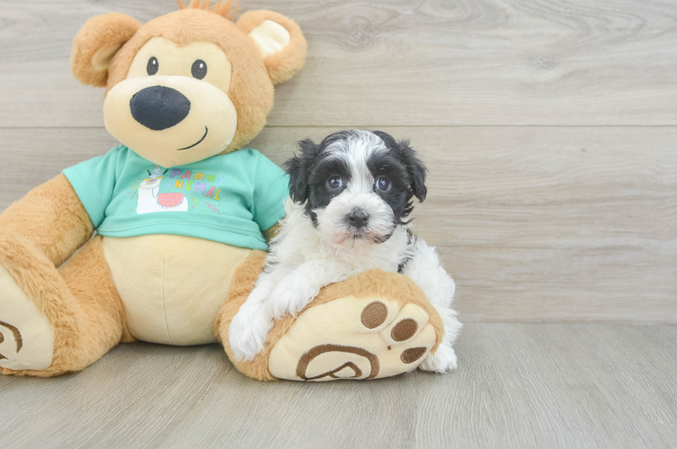 5 week old Havanese Puppy For Sale - Premier Pups