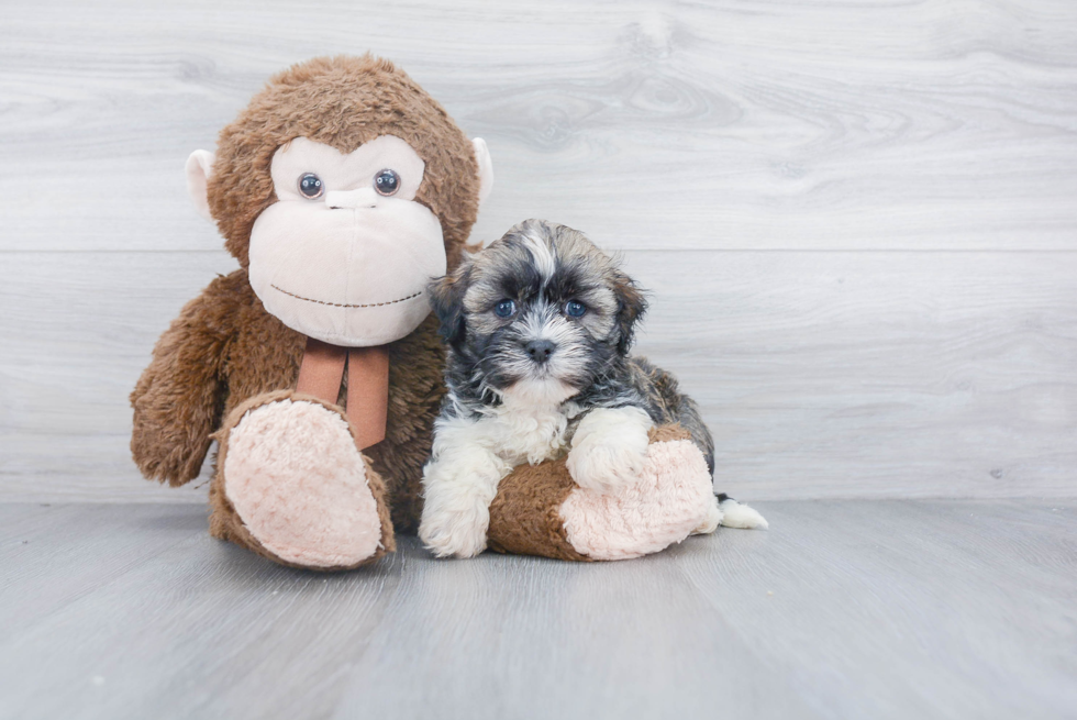 Havanese Puppy for Adoption