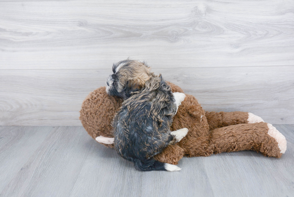 Cute Havanese Purebred Puppy