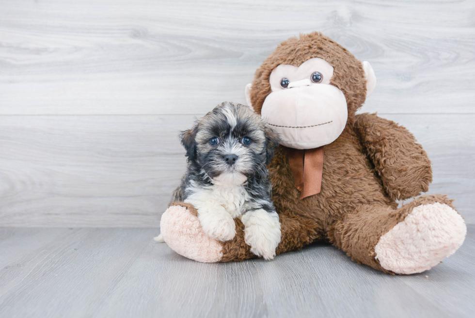 Havanese Puppy for Adoption