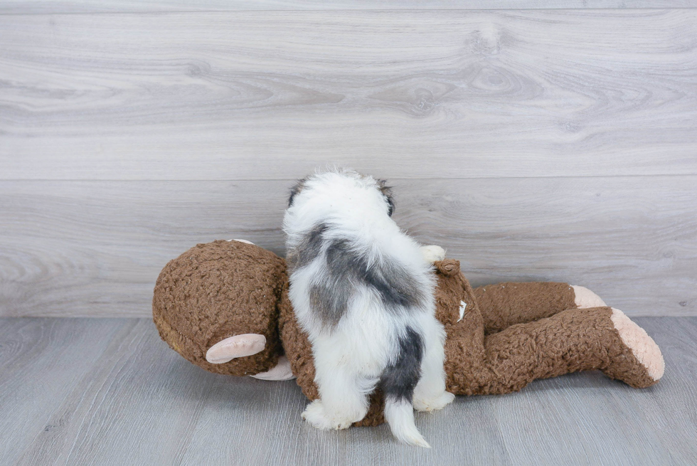 Friendly Havanese Purebred Pup