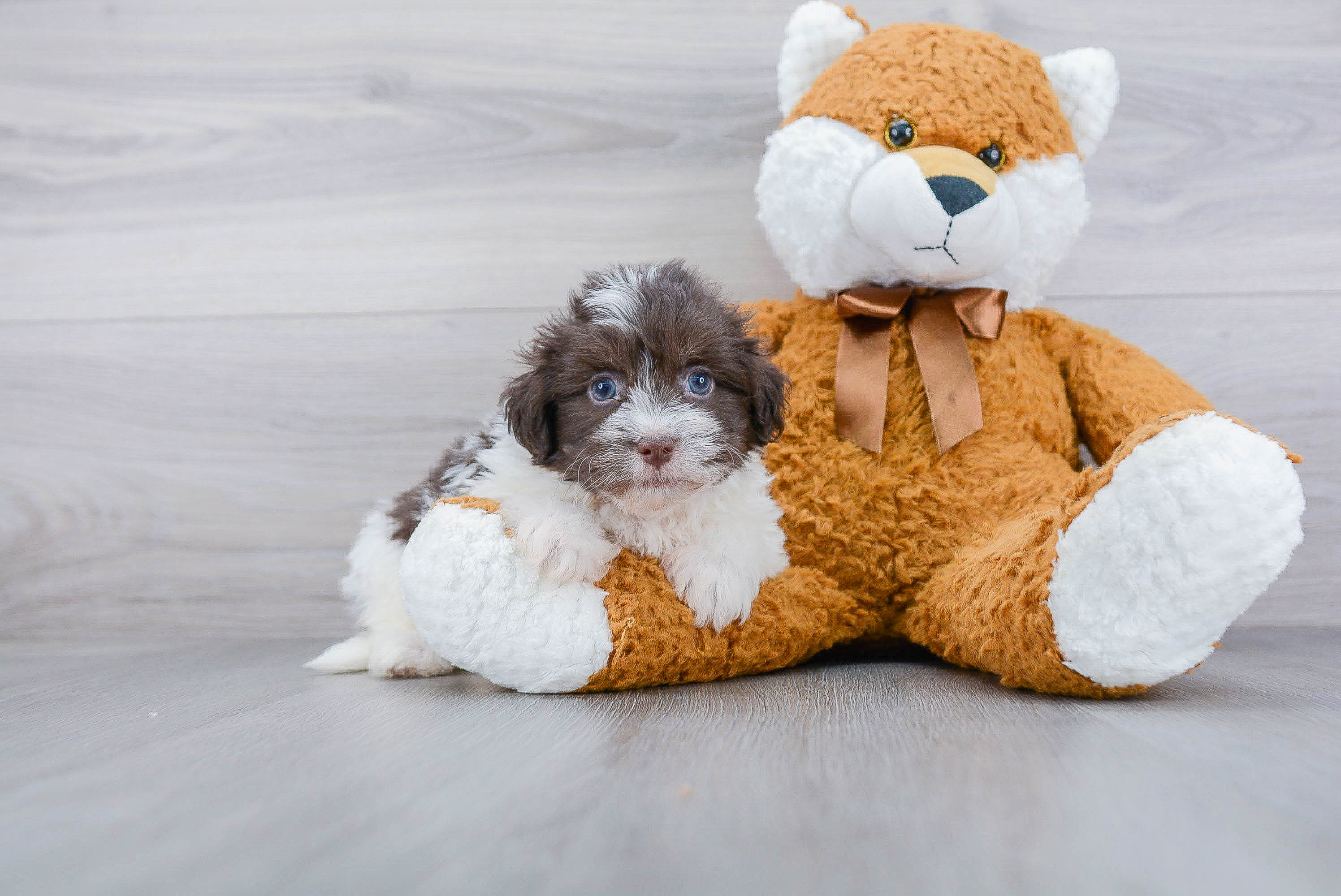 Havanese Pup Being Cute