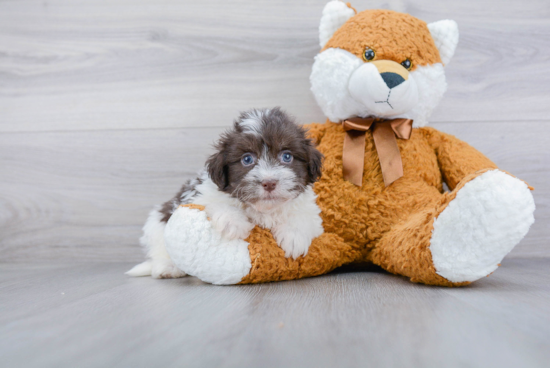 Havanese Pup Being Cute