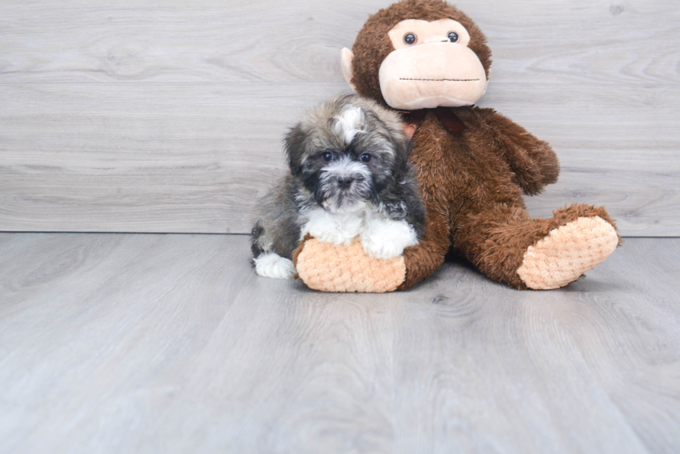 Fluffy Havanese Purebred Puppy